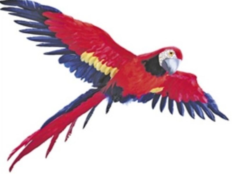 +JUN219 Macaw inflight