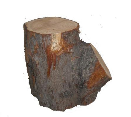  Real Log Stump