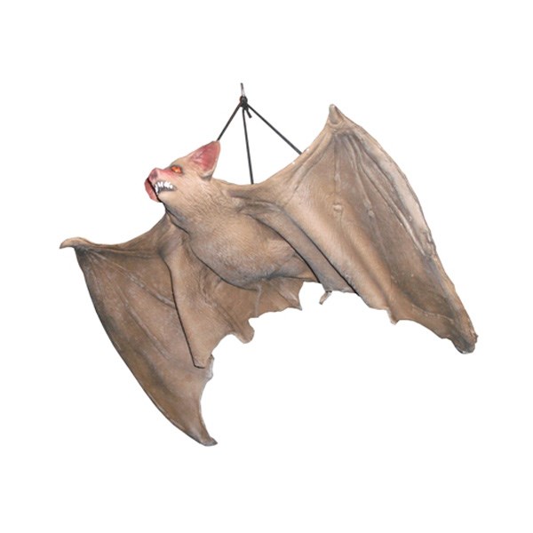 Large Brown Bat