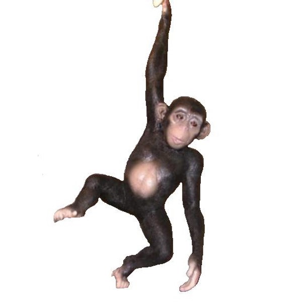 Chimpanze Monkey Hanging