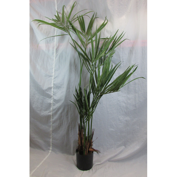 Arecia Palm Tree