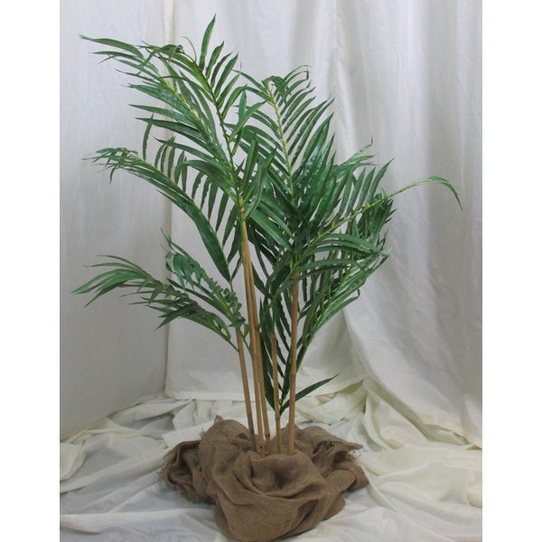Bamboo Palm Tree