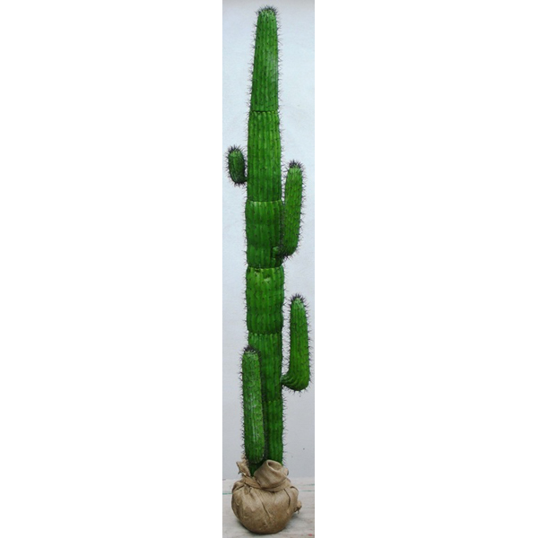 Cacti Saguaro