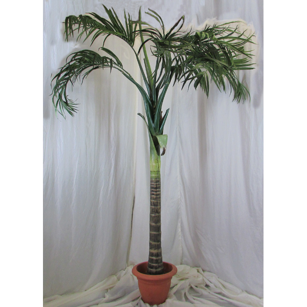 CoCo Palm Tree