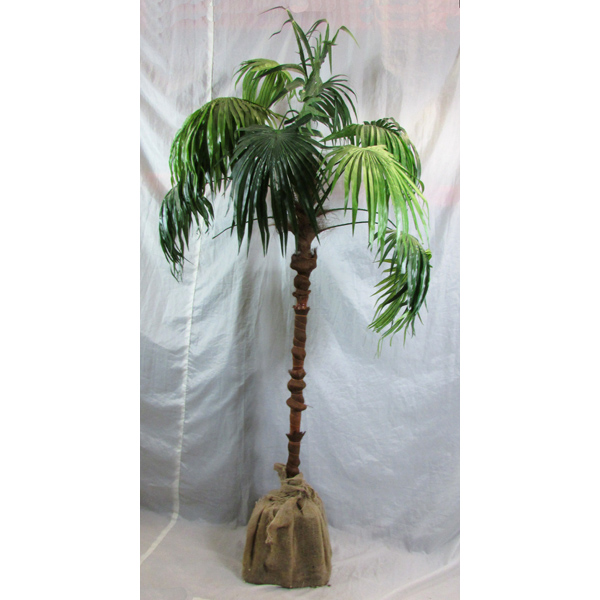Fan Leaf Palm Tree single stem