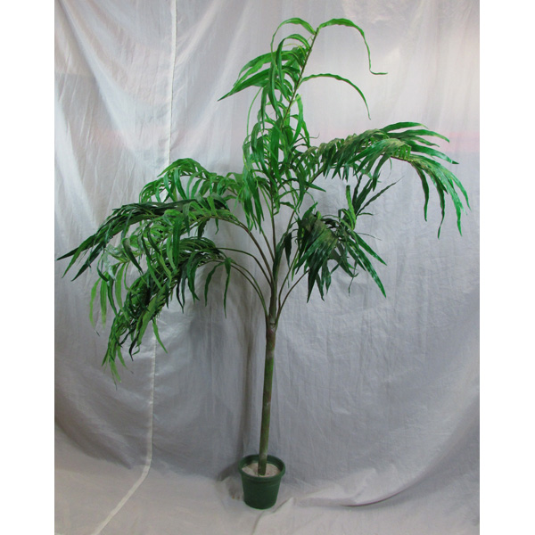 Kentia Palm (Medium)