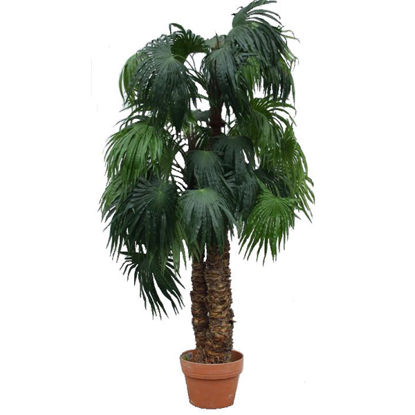 Palm Tree 3 Stem