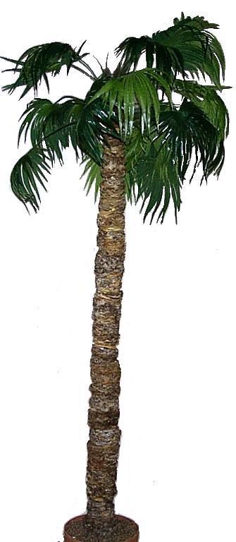  Fan Palm Tree single stem