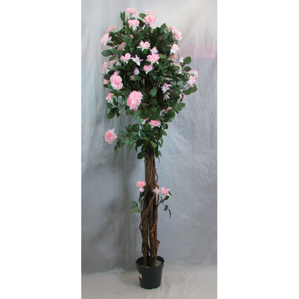 Rose Bush Pink Roses