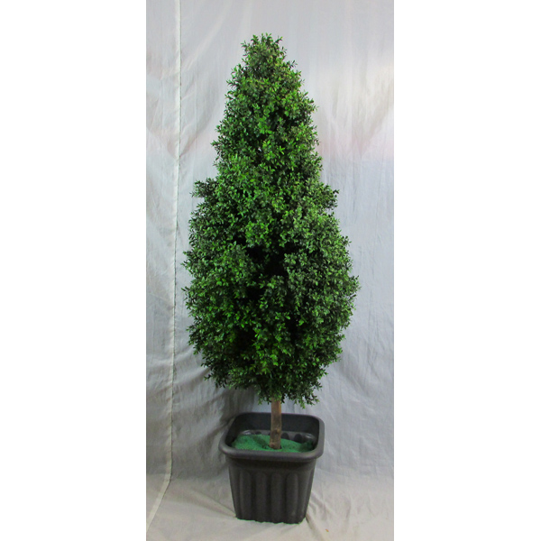 Topiary Boxwood Flame 5ft
