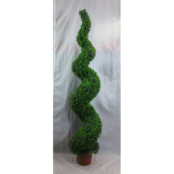 Topiary Boxwood Spiral