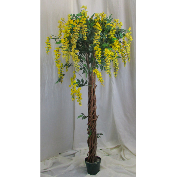 Wisteria Tree c/w Yellow Flowers