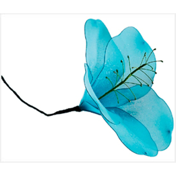 Hibiscus Flower in Blue