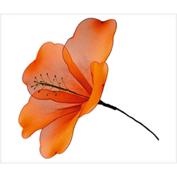 Hibiscus Flower in Orange