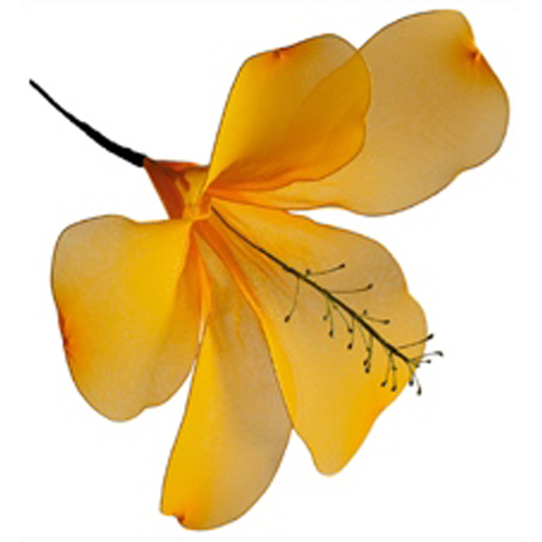 Hibiscus Flower Yellow