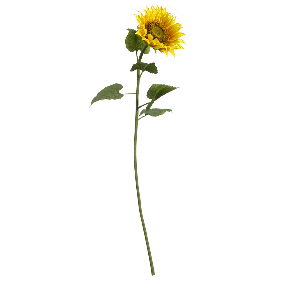 Sunflower single stem
