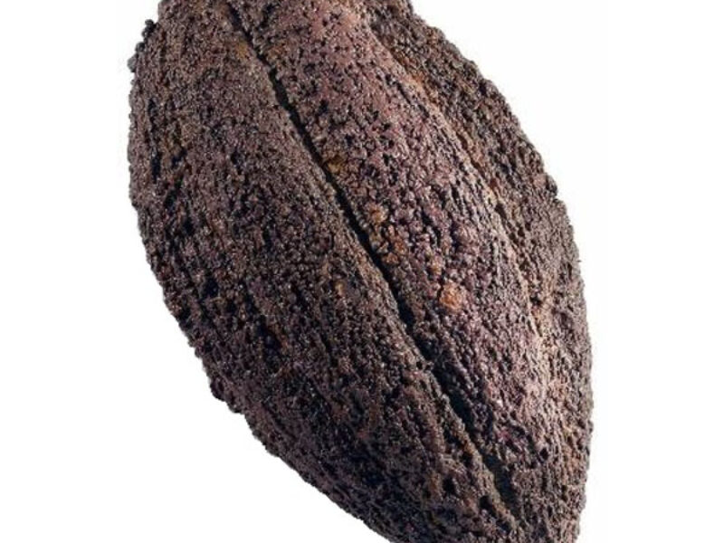 Giant Cacao Fruit