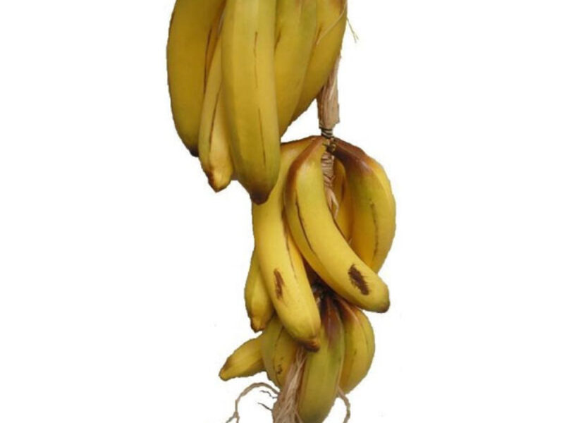 Plait of Bananas
