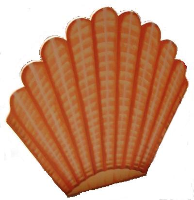  Giant Footlight Sea Shell