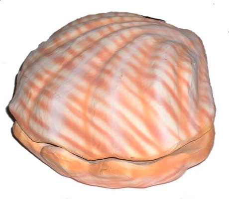  Clam Shell Model