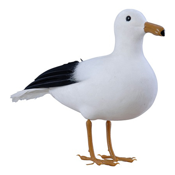 Seagull (Standing) 3D model