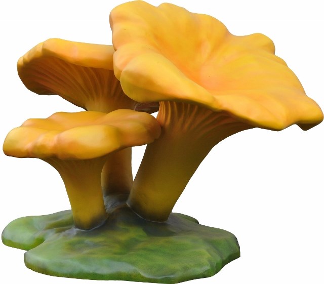 Giant Chanterelle Toadstool Cluster