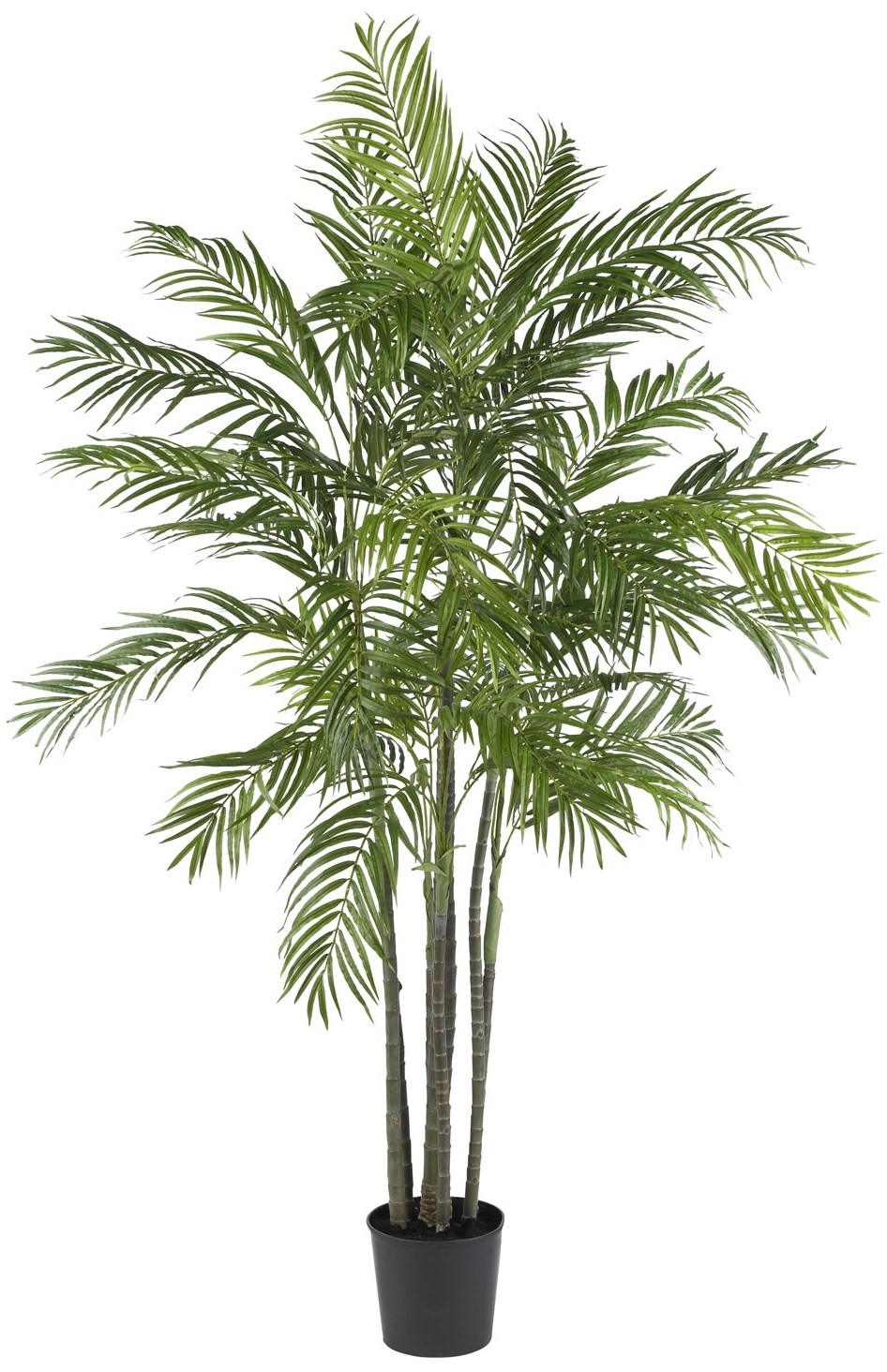 Areca Bamboo Palm Tree