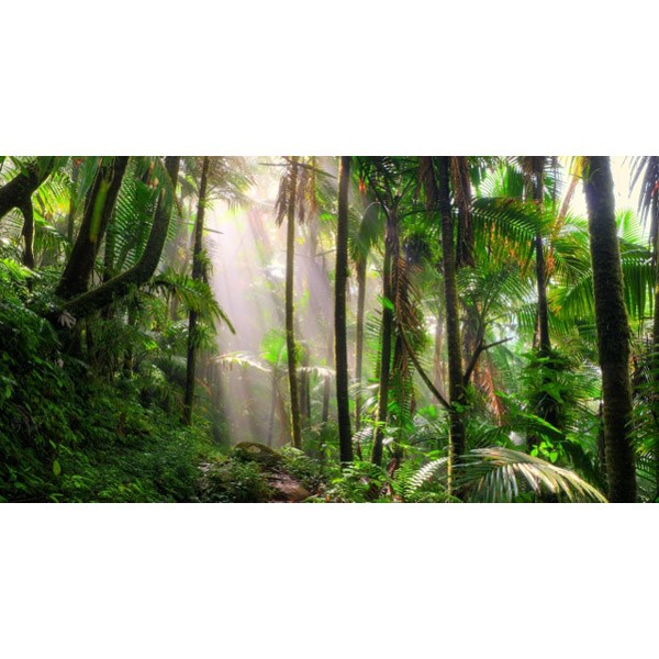 Rainforest Jungle Photographic Backdrop