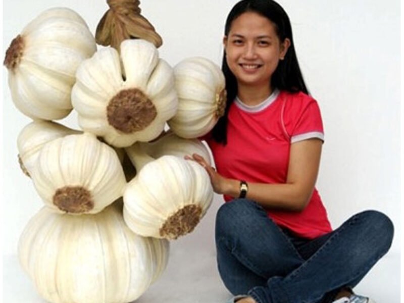 Giant Garlic Bunch