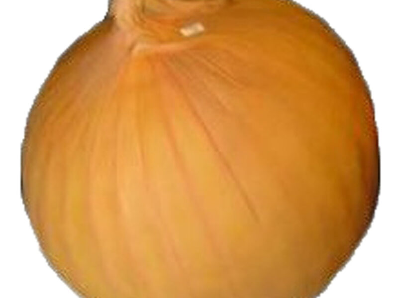 Model of Giant Onion