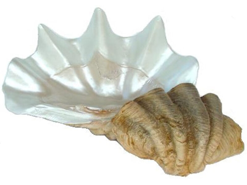 Sea Shell Clam