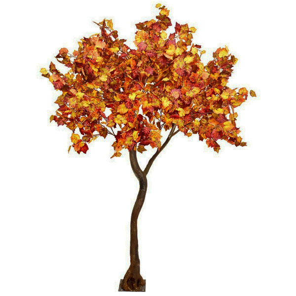 Autumn Foliage Standard Tree