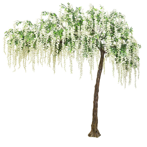 Cream Hanging Wisteria Canopy Tree