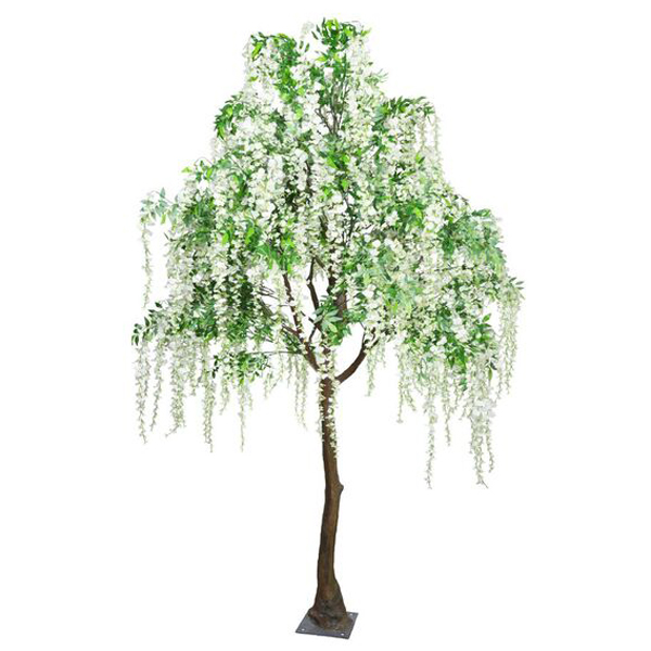 Cream Hanging Wisteria Standard Tree