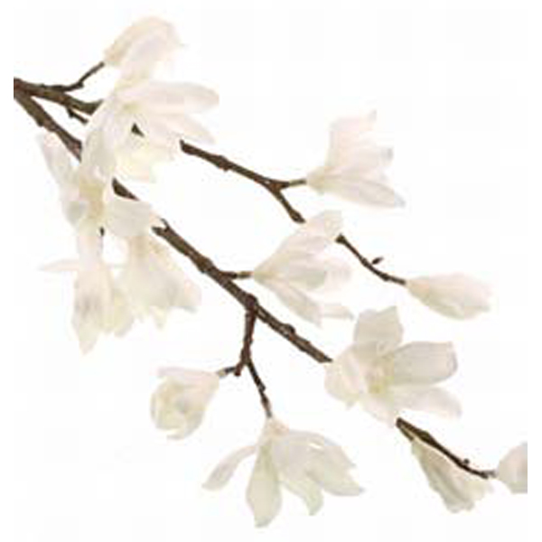 Magnolia Spray Paperwihite
