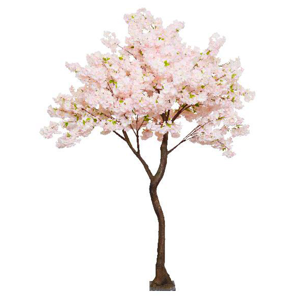 Pink Cherry Blossom Standard Tree