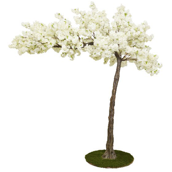 Cream Cherry Blossom Arched Canopy Tree