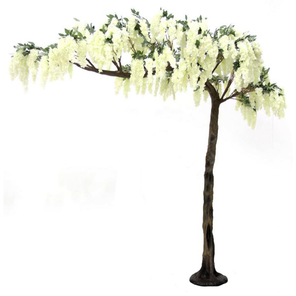 Cream Short Wisteria Canopy Tree