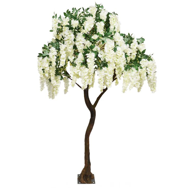 Cream Short Wisteria Standard Tree