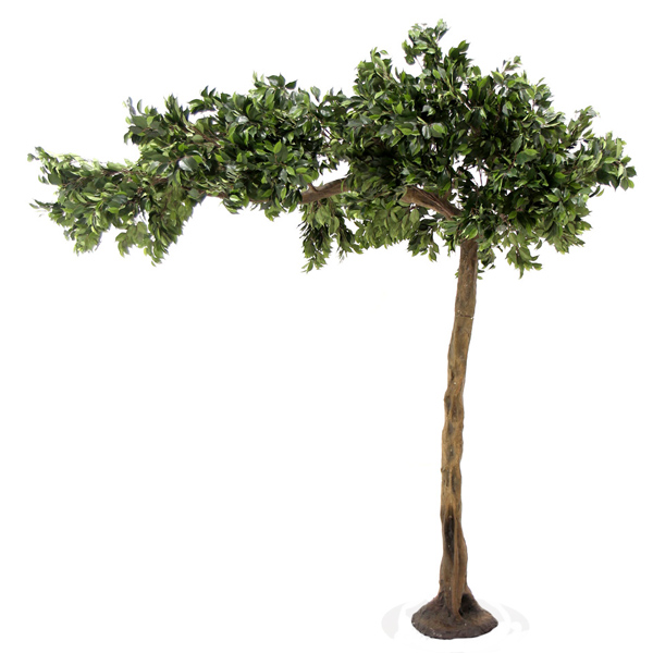 Ficus Canopy Tree