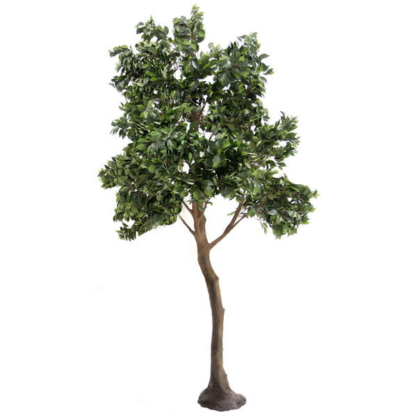 Ficus Standard Tree