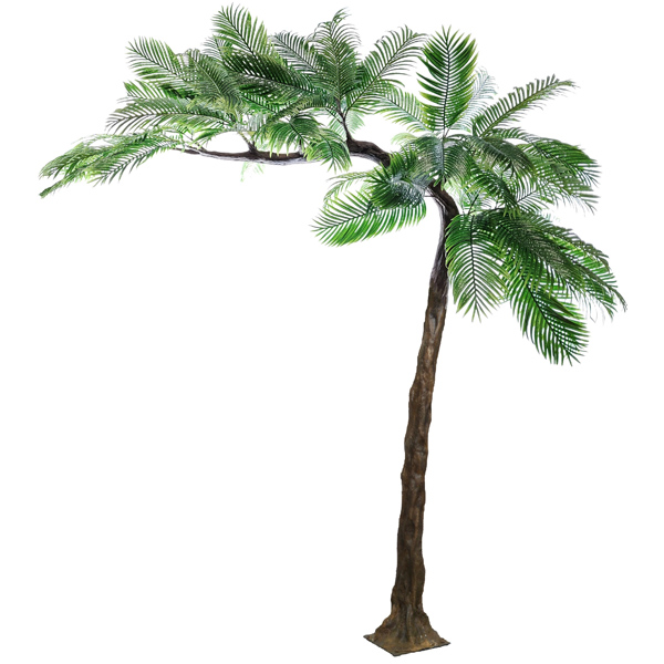 Palm Canopy Tree