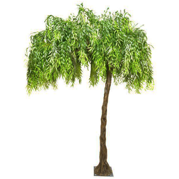 Weeping Willow Canopy Tree