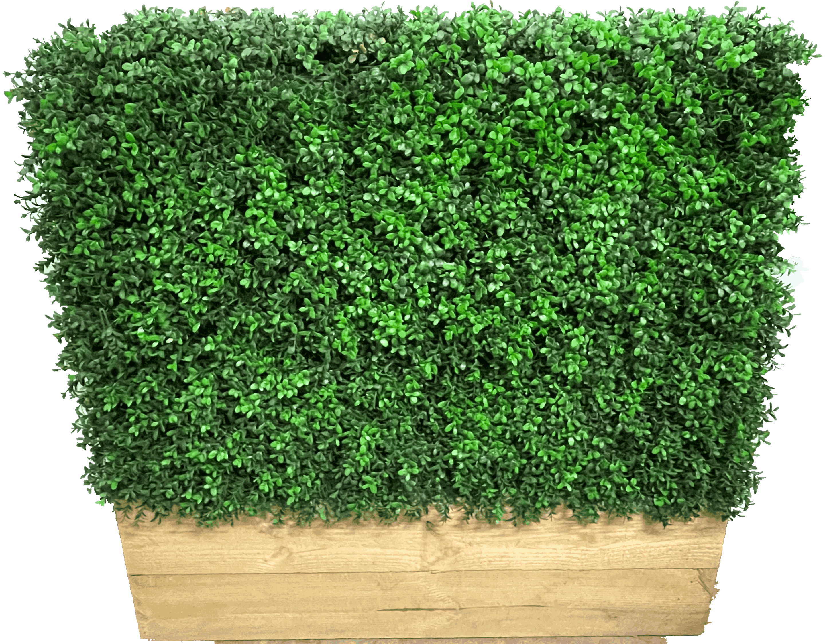 Buxus Hedge c/w Wood Trough
