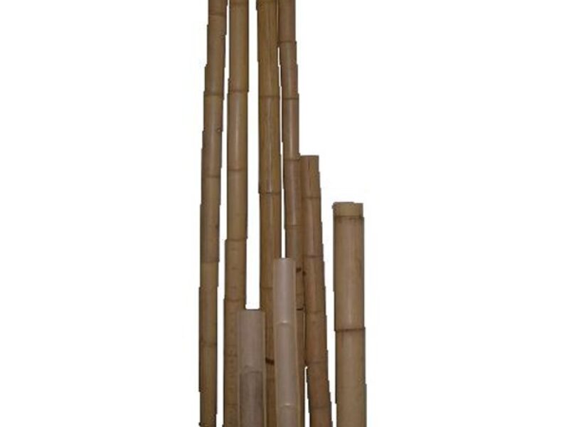 Canes Bamboo (Various sizes available)