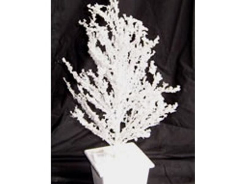 White Ice Tree