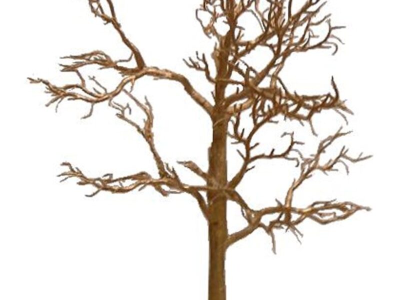 Gold Twig Tree (various sizes available)