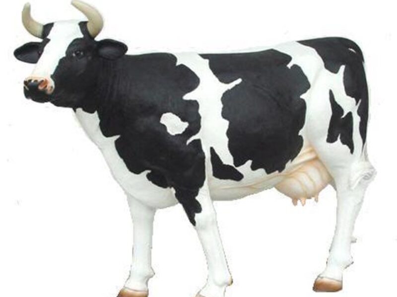 Cow Model 3D standing