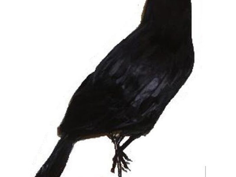 Crow 3D Model
