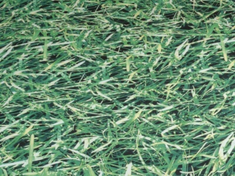  Fabric Photo Print Highland Grass